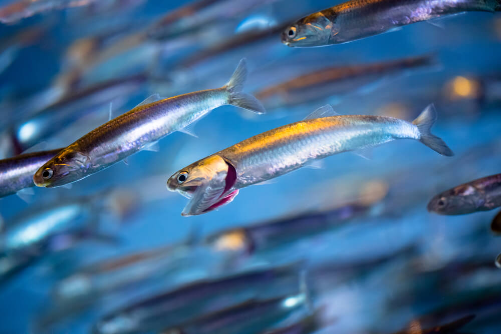 peixes de água salgada anchova